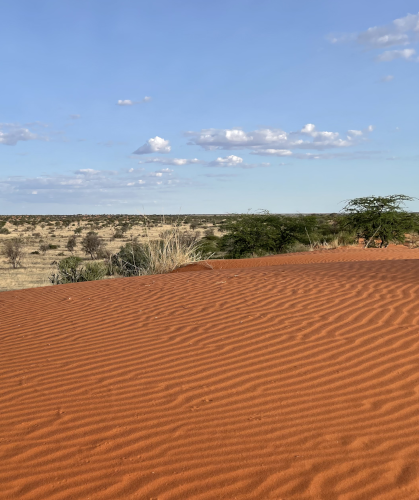 Kalahari Desert Live Stream   Dunes Paragraph 